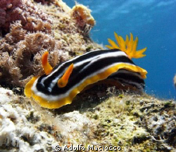African Chromodoris-
Grand Rotana house reef-
Sharm el ... by Adolfo Maciocco 